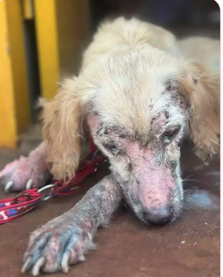 Cão com problemas de pele deitado no chão em recuperação