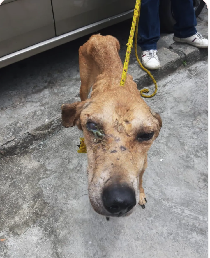Cão magro resgatado da rua com coleira improvisada